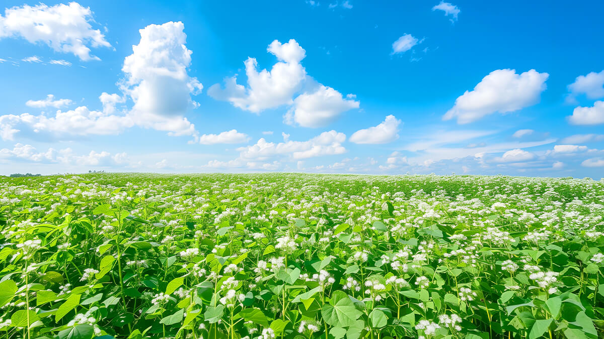 そば粉の原料となるそばの花が満開の畑、自然の恵みと新鮮さ